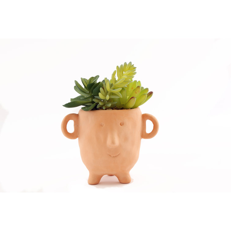The Seasonal Aisle Plant in Face Pot Wayfair.co.uk